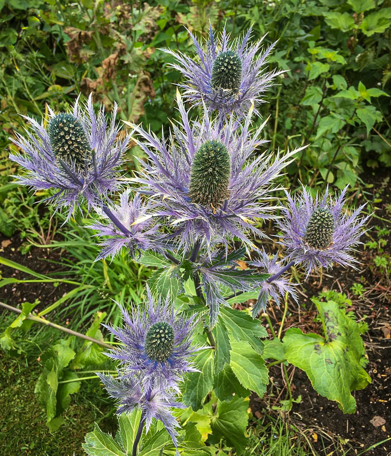 Purple Beauty - Viv Scurrell